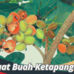 Manfaat Buah Ketapang