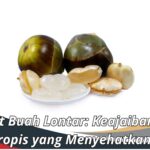 Manfaat Buah Lontar: Keajaiban Alam Tropis yang Menyehatkan