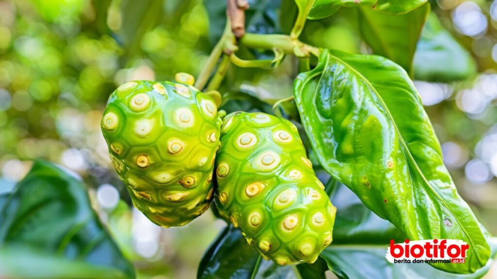 Buah Mengkudu: Khasiat Ajaib dari Sang Buah Eksotis