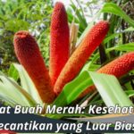 Manfaat Buah Merah: Kesehatan dan Kecantikan yang Luar Biasa