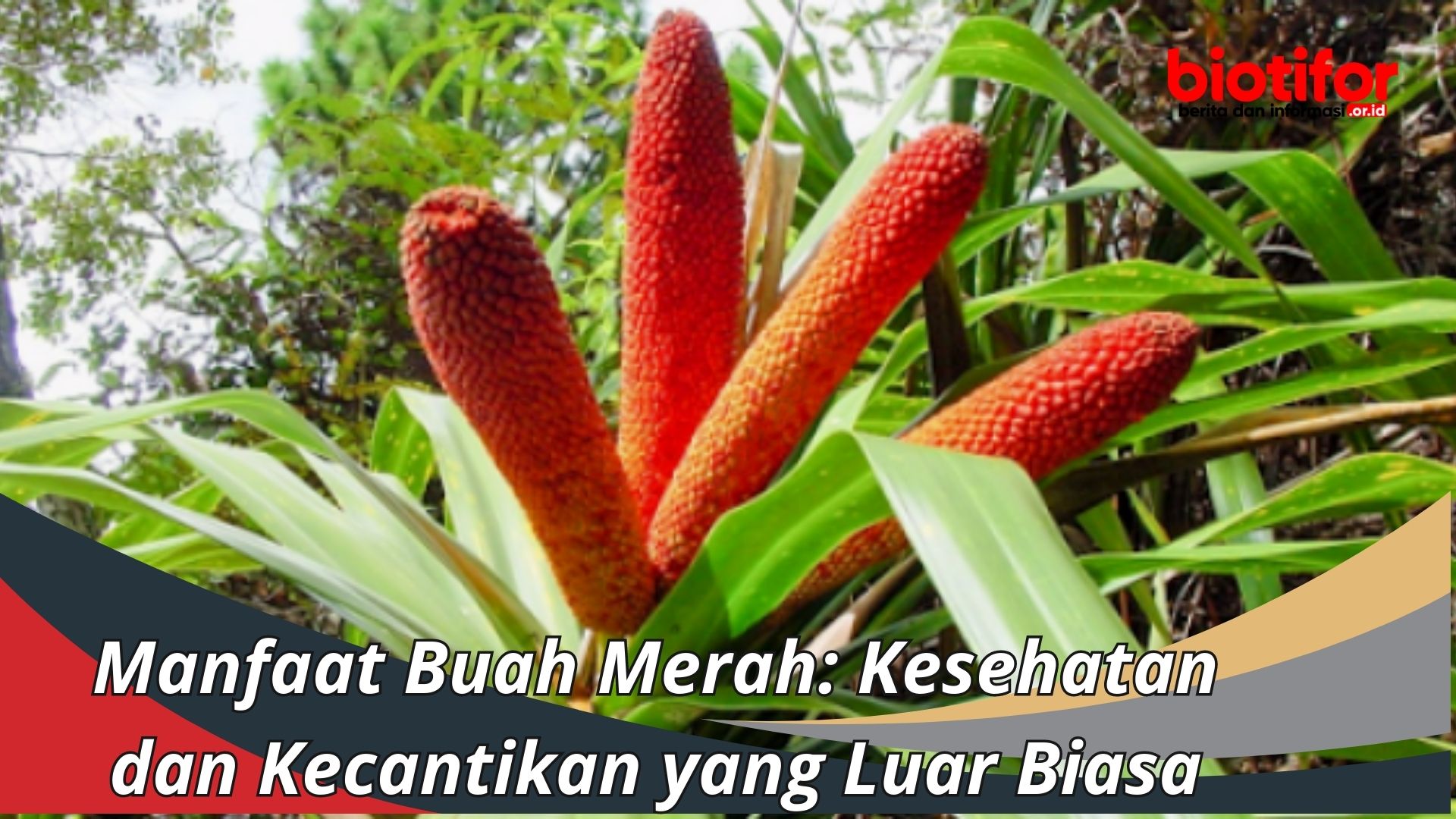 Manfaat Buah Merah: Kesehatan dan Kecantikan yang Luar Biasa