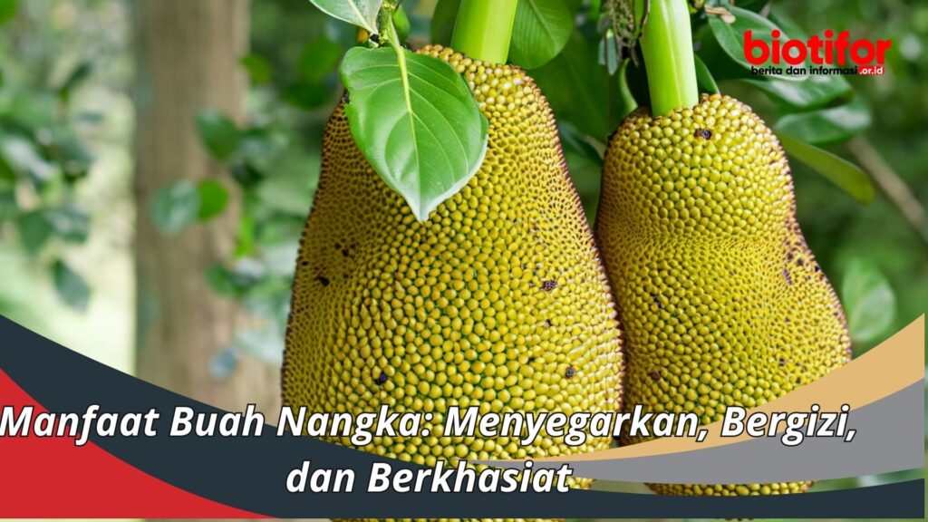 18 Manfaat Buah Nangka: Menyegarkan, Bergizi, dan Berkhasiat