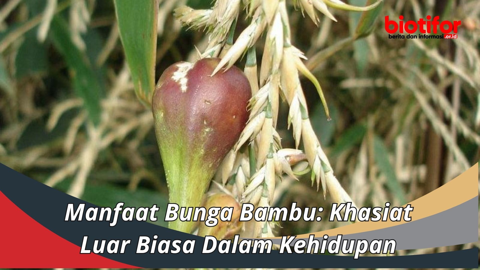 Manfaat Bunga Bambu: Khasiat Luar Biasa Dalam Kehidupan