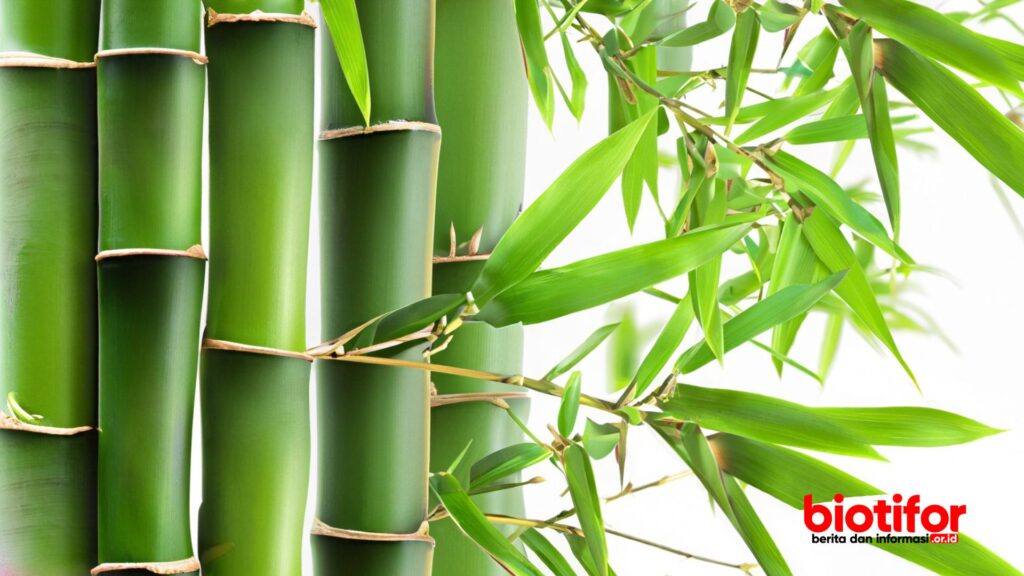 5 Manfaat Luar Biasa Tanaman Bambu: Dari Ketahanan hingga Keberlanjutan