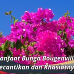 Manfaat Bunga Bougenville: Kecantikan dan Khasiatnya