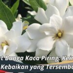 Manfaat Bunga Kaca Piring: Keindahan dan Kebaikan yang Tersembunyi