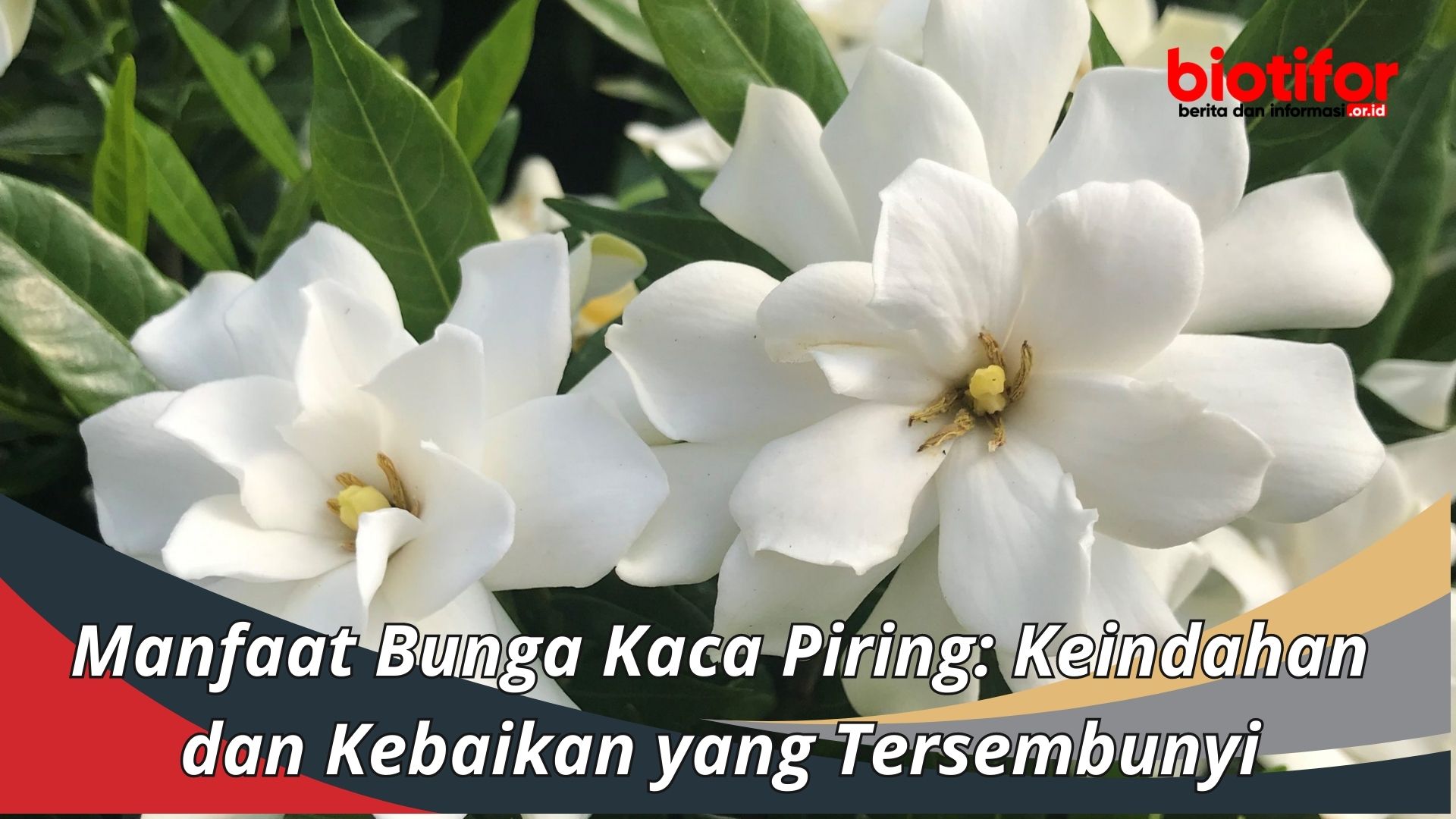 Manfaat Bunga Kaca Piring: Keindahan yang Tersembunyi
