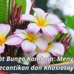 Manfaat Bunga Kamboja: Menyingkap Kecantikan dan Khasiatnya