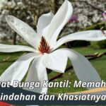 Manfaat Bunga Kantil: Memahami Keindahan dan Khasiatnya