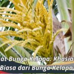 Manfaat Bunga Kelapa Khasiat Luar Biasa dari Bunga Kelapa