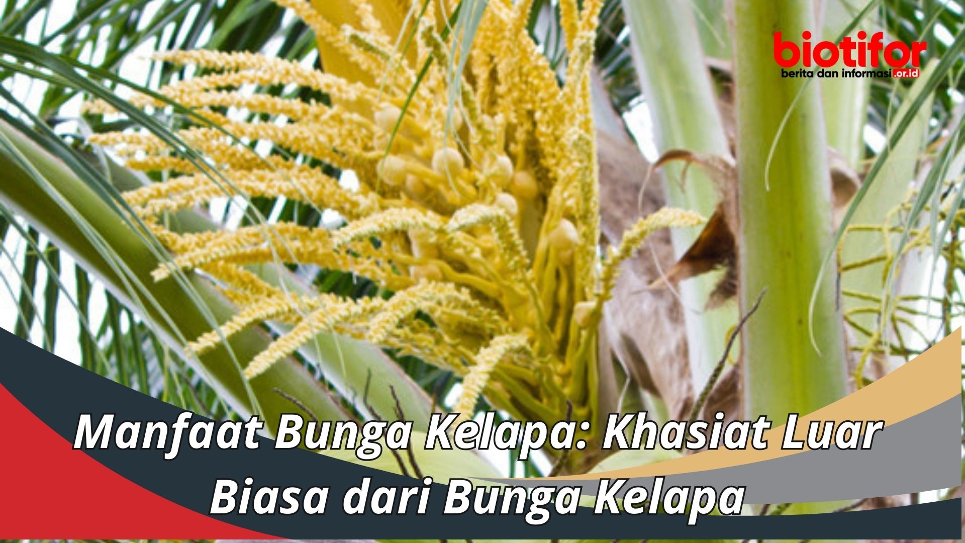 Manfaat Bunga Kelapa: Khasiat Luar Biasa dari Bunga Kelapa