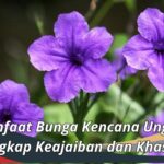 Manfaat Bunga Kencana Ungu: Mengungkap Keajaiban dan Khasiatnya