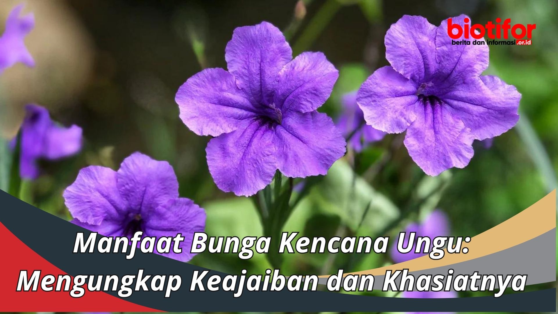 Manfaat Bunga Kencana Ungu: Mengungkap Keajaiban dan Khasiatnya