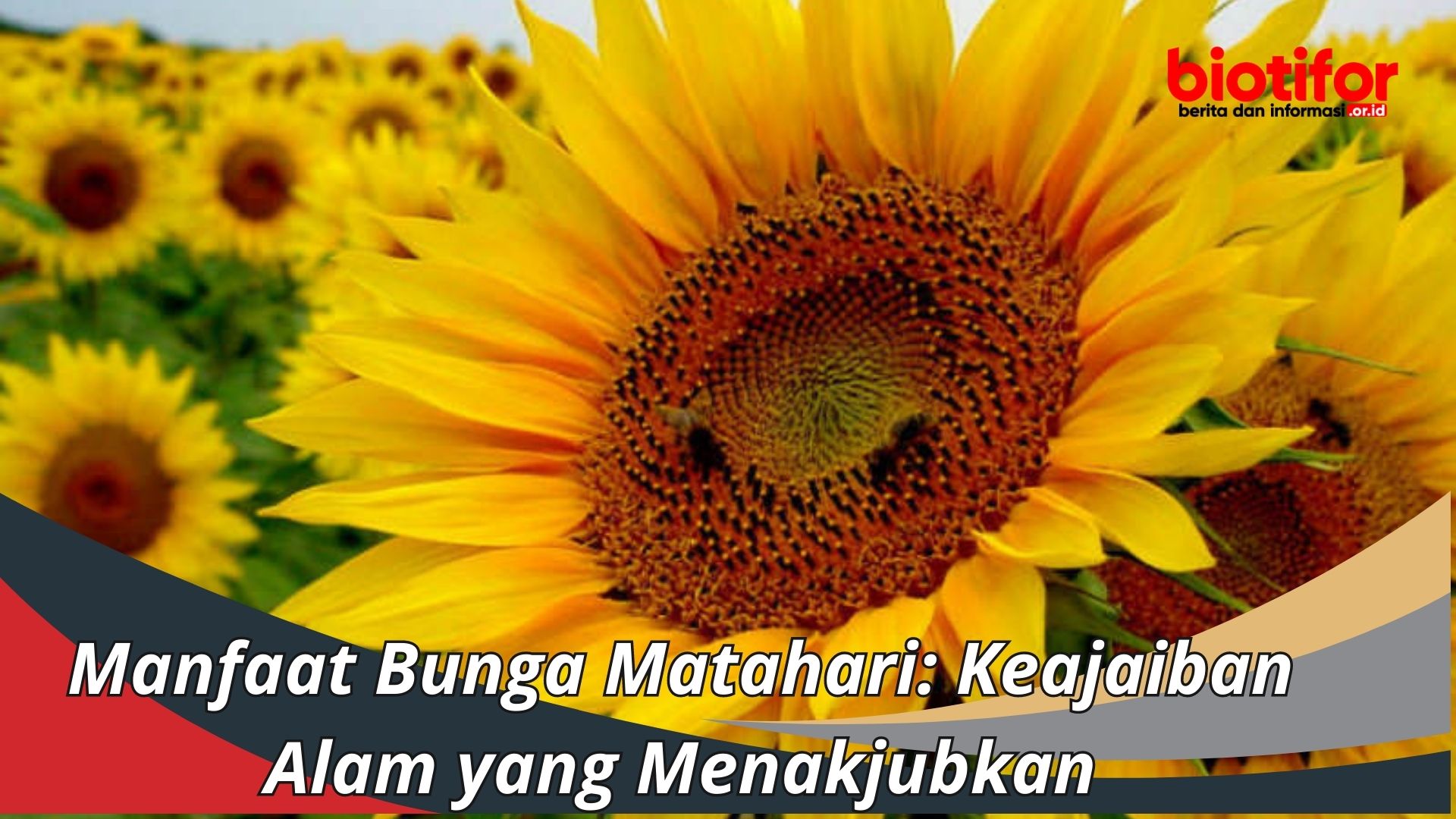 Manfaat Bunga Matahari: Keajaiban Alam yang Menakjubkan