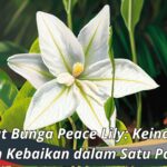 Manfaat Bunga Peace Lily: Keindahan dalam Satu Pot