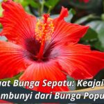 Manfaat Bunga Sepatu: Keajaiban Tersembunyi dari Bunga Populer