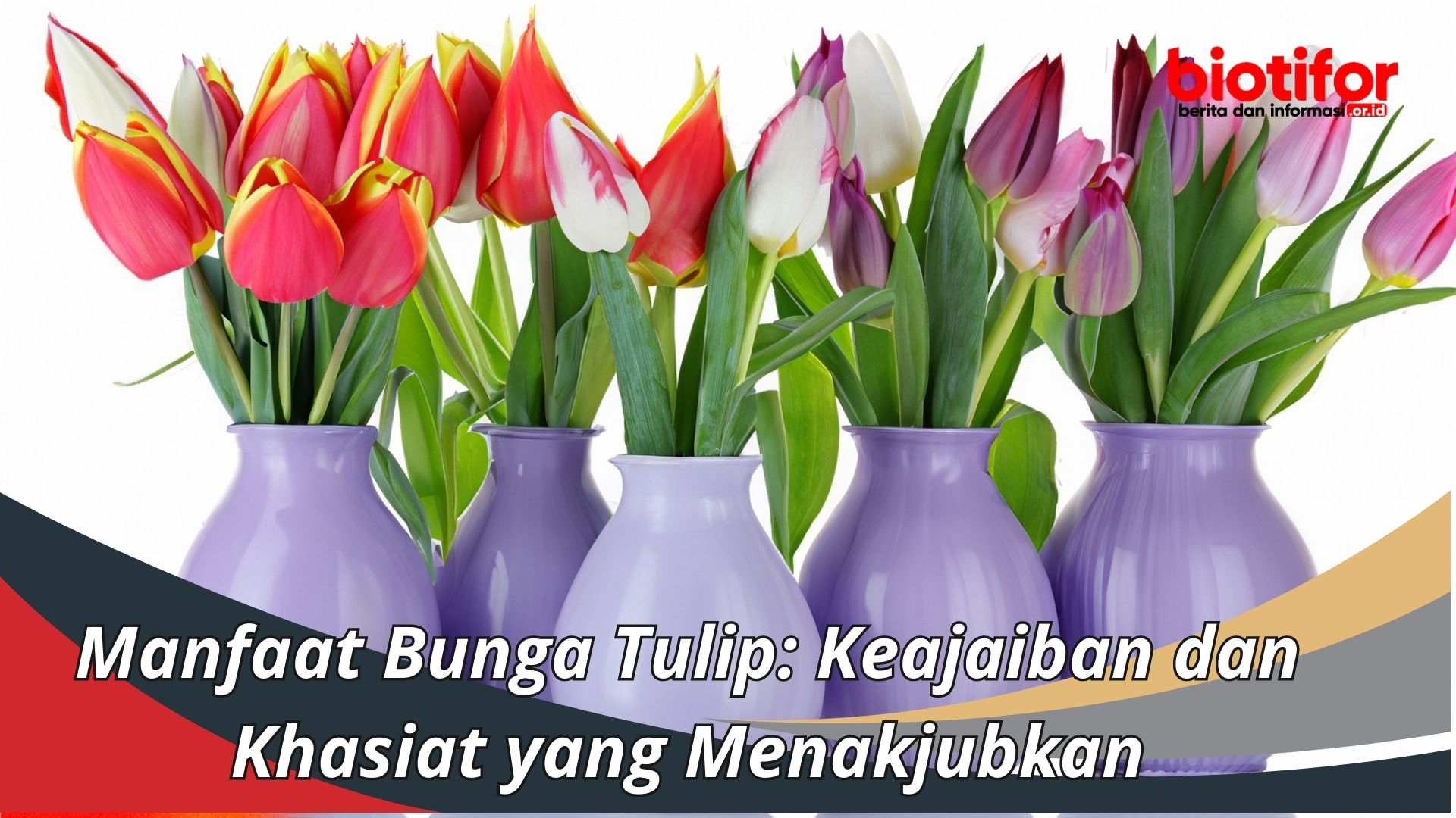 Manfaat Bunga Tulip: Keajaiban dan Khasiat yang Menakjubkan