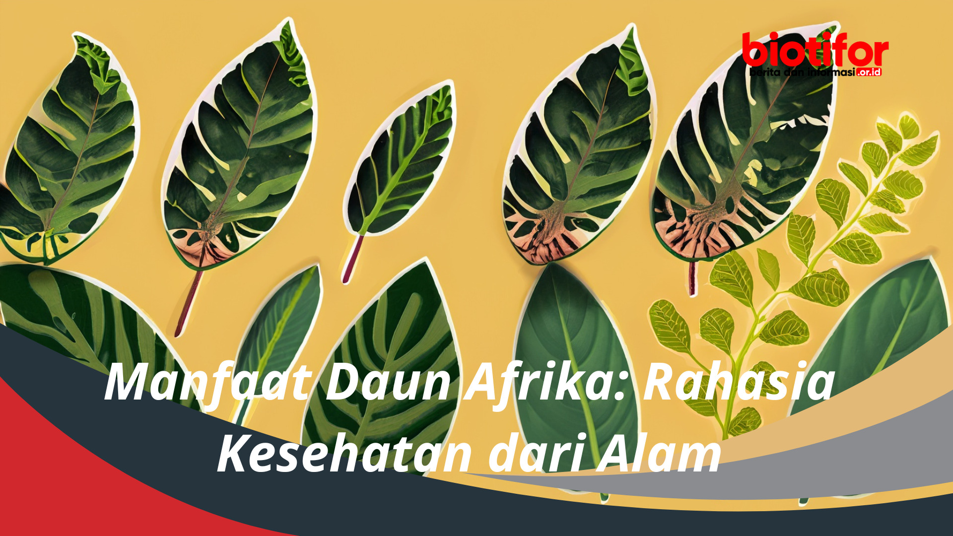Manfaat Daun Afrika: Rahasia Kesehatan dari Alam