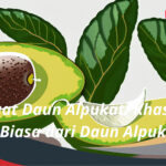 Manfaat Daun Alpukat Khasiat Luar Biasa dari Daun Alpukat