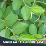 Manfaat Daun Bidara