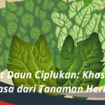 Manfaat Daun Ciplukan Khasiat Luar Biasa dari Tanaman Herbal