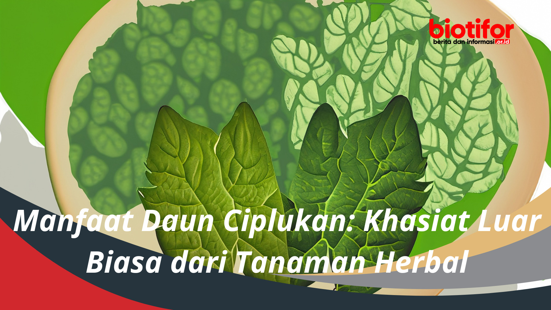 Manfaat Daun Ciplukan: Khasiat Luar Biasa dari Tanaman Herbal