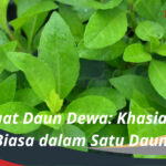 Manfaat Daun Dewa Khasiat Luar Biasa dalam Satu Daun!