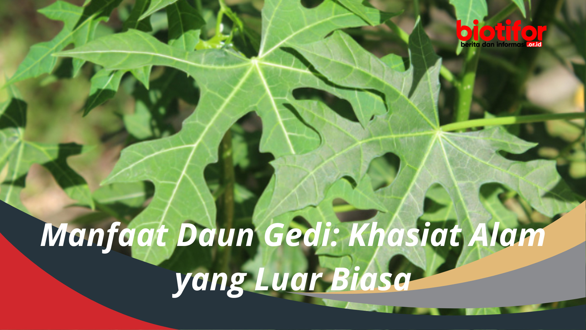 Manfaat Daun Gedi: Khasiat Alam yang Luar Biasa