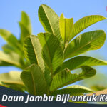 Manfaat Daun Jambu Biji