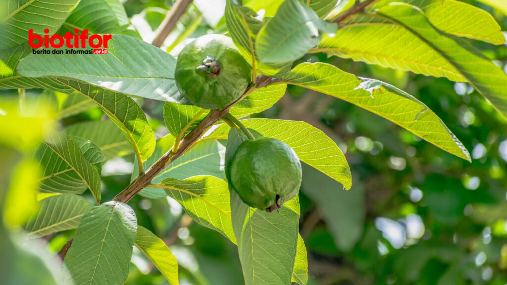 Manfaat Daun Jambu Biji 