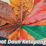 Manfaat Daun Ketapang