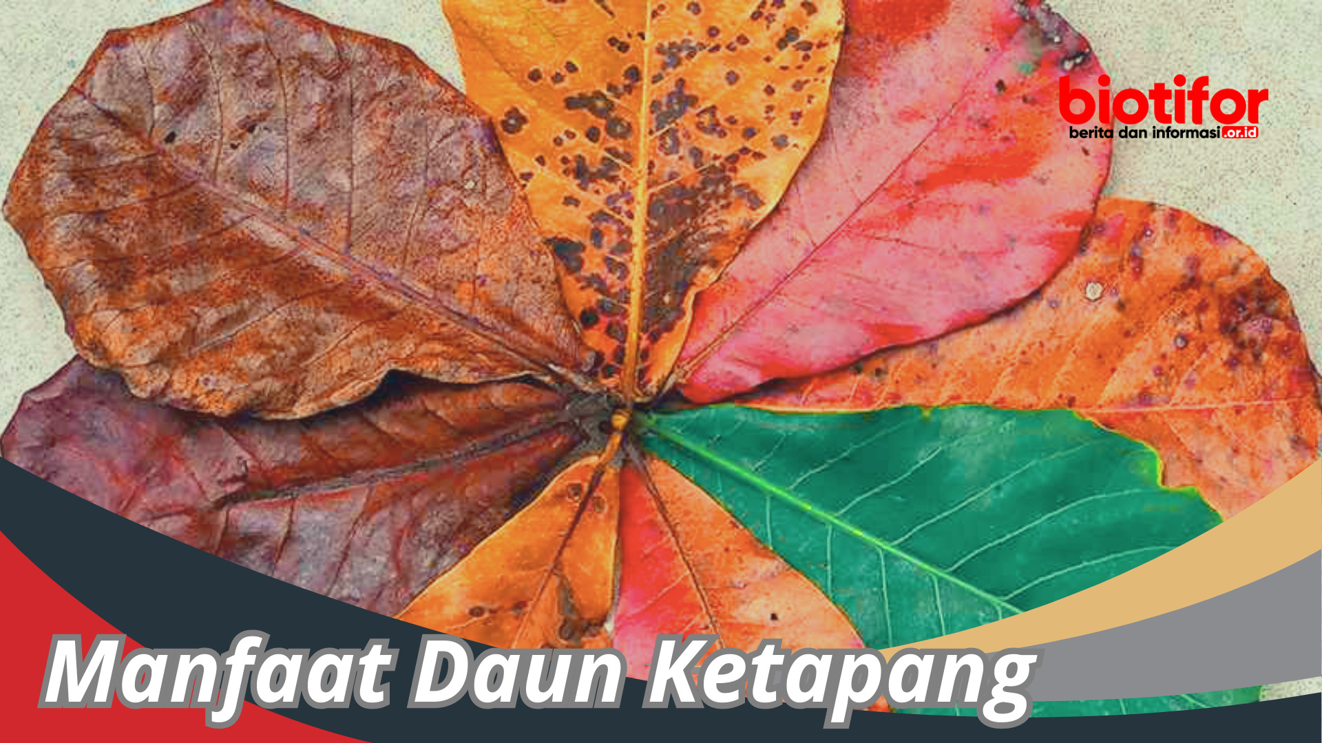 Manfaat Daun Ketapang: Khasiat Hebat Warisan Alam Indonesia