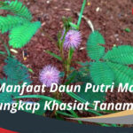 Manfaat Daun Putri Malu Mengungkap Khasiat Tanaman Ajaib