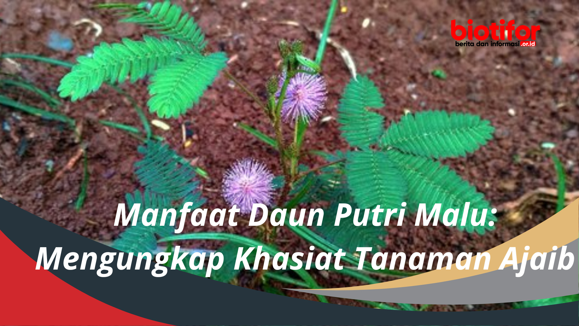 Manfaat Daun Putri Malu Mengungkap Khasiat Tanaman Ajaib Biotifor