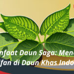 Manfaat Daun Saga Mencari Kearifan di Daun Khas Indonesia