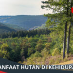 Manfaat Hutan