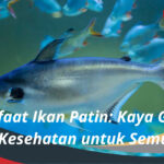 Manfaat Ikan Patin Kaya Gizi dan Kesehatan untuk Semua!