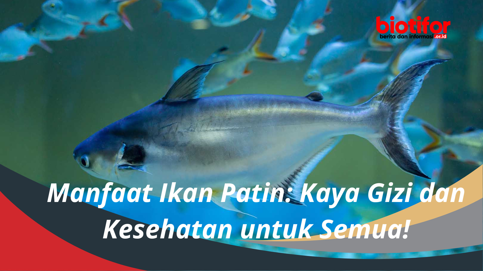 Manfaat Ikan Patin: Kaya Gizi dan Kesehatan untuk Semua!