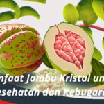 Manfaat Jambu Kristal untuk Kesehatan dan Kebugaran