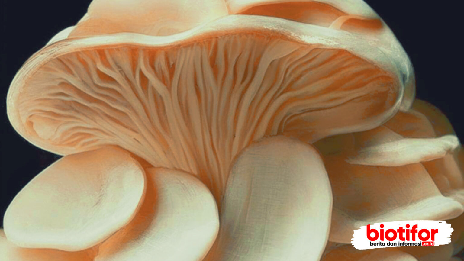 Manfaat Jamur Tiram Keajaiban Tersembunyi