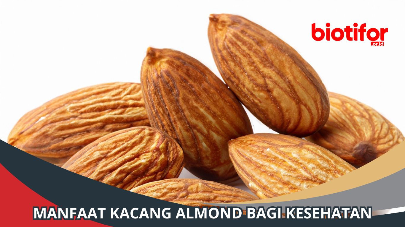 Manfaat Kacang Almond