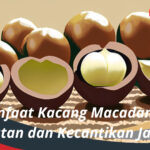 Manfaat Kacang Macadamia Kesehatan dan Kecantikan Jadi Satu