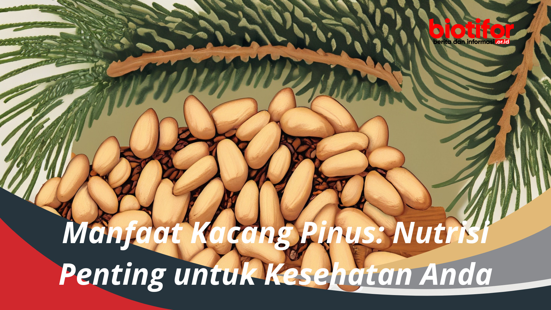 Manfaat Kacang Pinus Nutrisi Penting untuk Kesehatan Anda