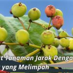 Manfaat Tanaman Jarak Dengan Khasiat yang Melimpah