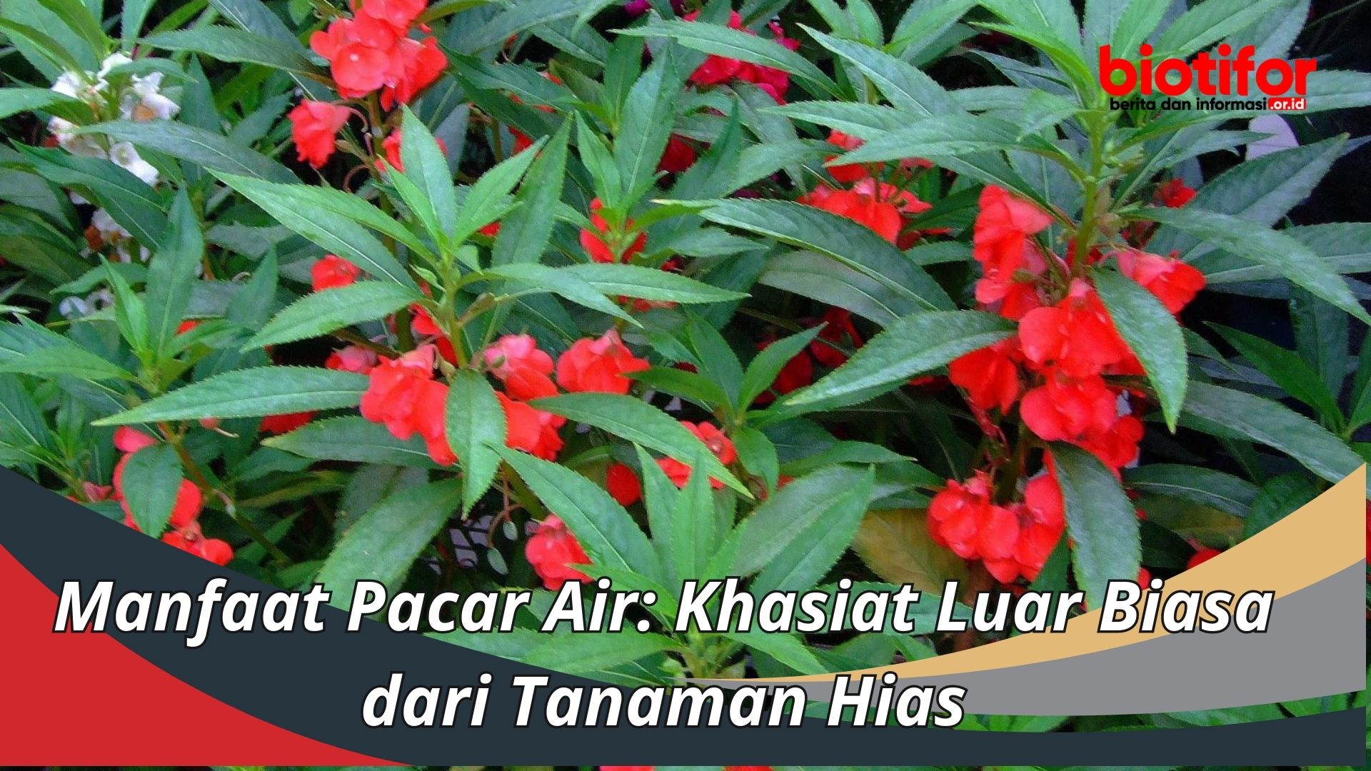 Manfaat Tanaman Pacar Air: Khasiat Luar Biasa dari Tanaman Hias