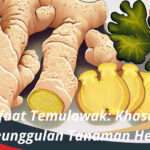 Manfaat Temulawak Khasiat dan Keunggulan Tanaman Herbal