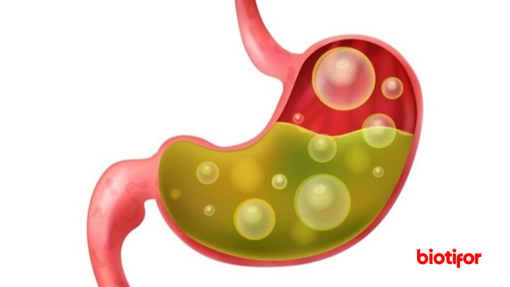 Pengenalan tentang Fungsi Lambung