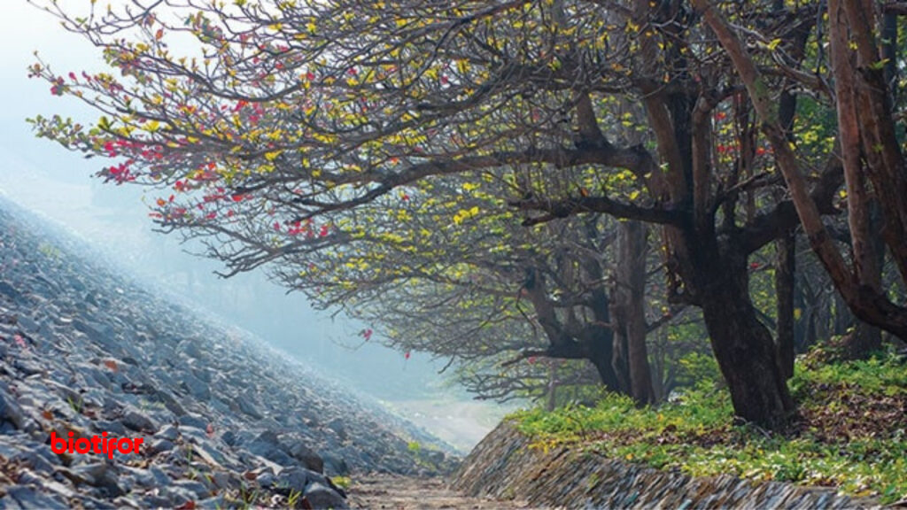 Pengenalan tentang Pohon Ketapang