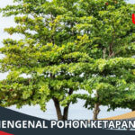 Pohon Ketapang