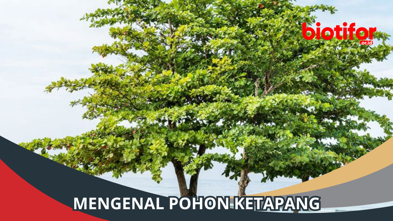 Pohon Ketapang